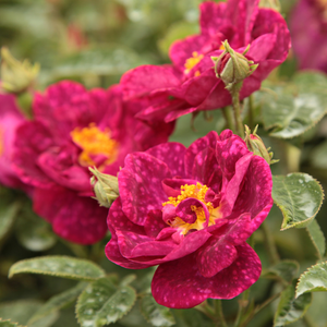 Crimson, purple mottling, pink undertones - gallica rose